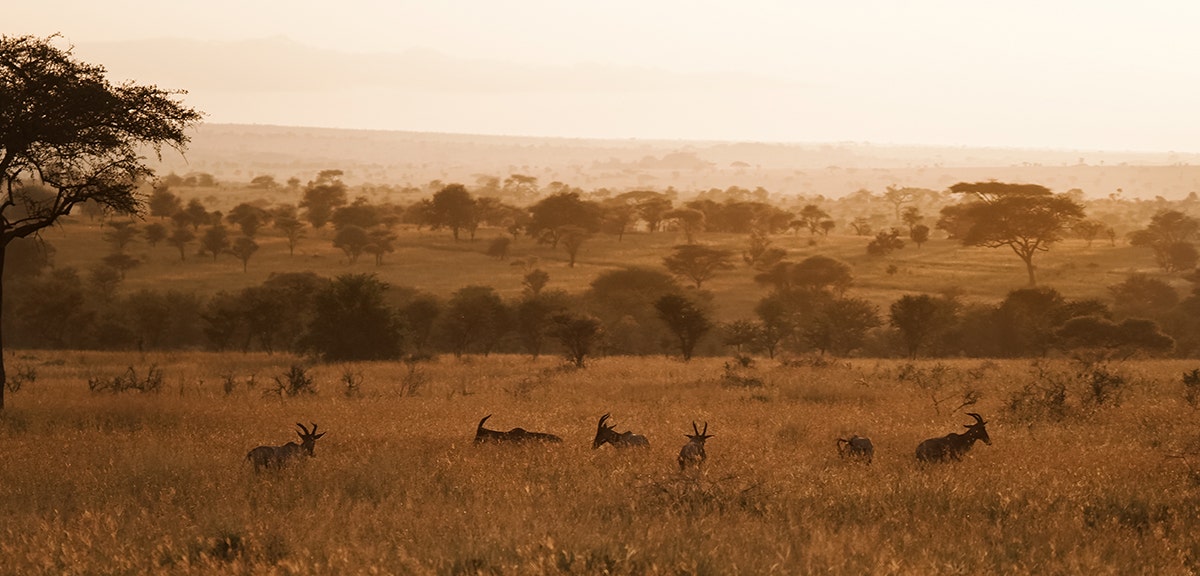 The perfect safari lens combination